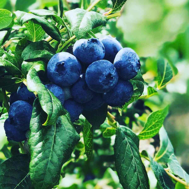 Large, plump Bennett Blueberries ripe for picking. 